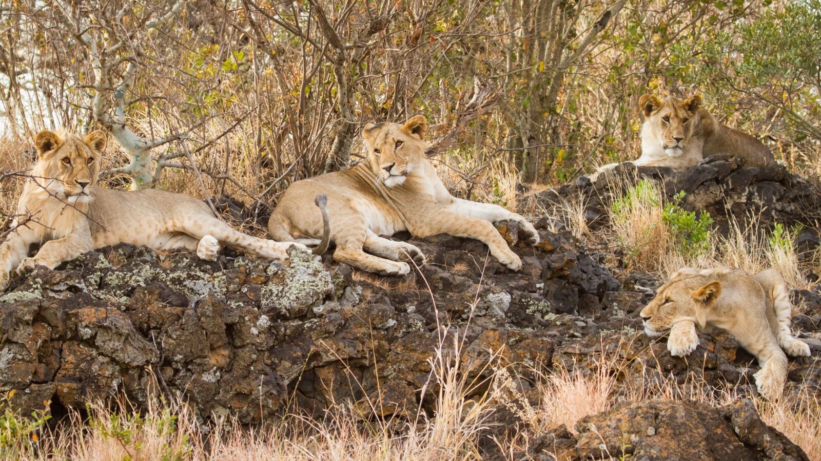 ol-donyo-lodge-lions