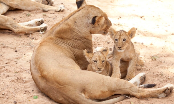 A lioness lying on the sand with two small lion cubs looking toward the camera.