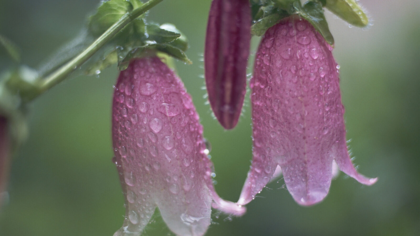japanese-alps-flowers