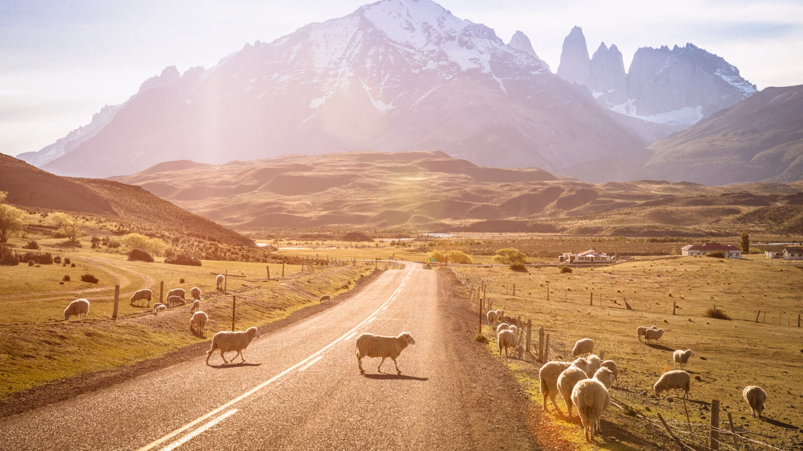 sheep-grazing-torres-del-paine-patagonia