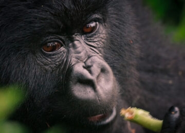 Volcanoes National Park thumbnail