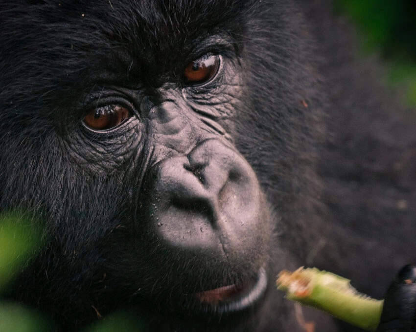 Close-up of a gorilla's face in Volcanoes National Park