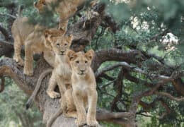 Tswalu Kalahari Reserve
