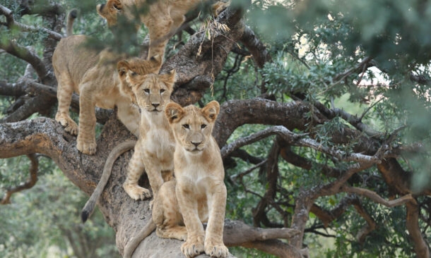 Tswalu Kalahari Reserve