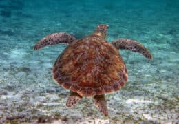 A Luxury Belize Adventure