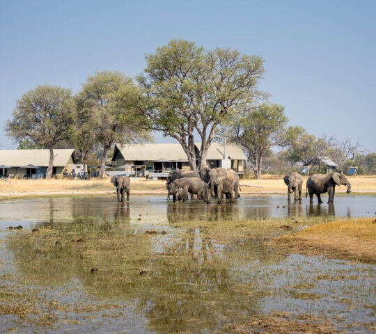 elephants-watering-hole-linkwasha-camp-zimbabwe