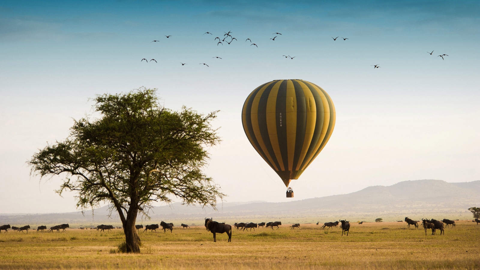 A yellow and blue striped hot a air balloon flying low over a herd of wildebeest on an open plain