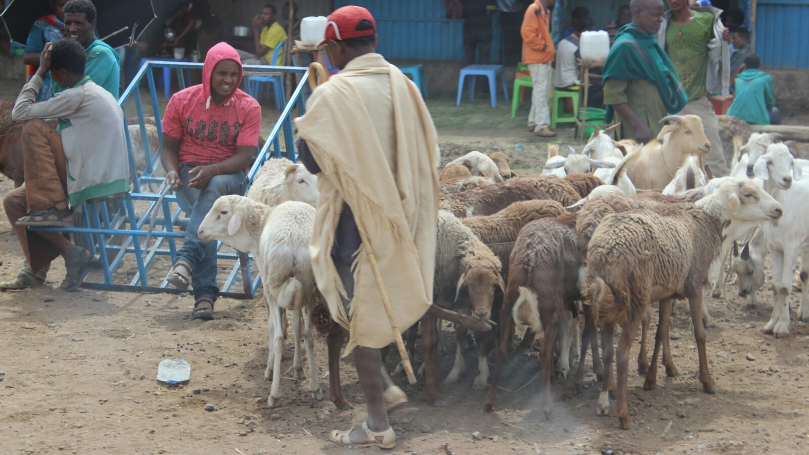 addis-ababa-goats