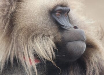 Simien Mountains thumbnail