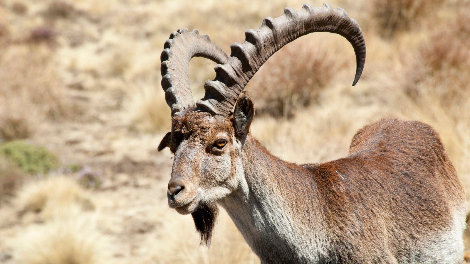 walia-ibex-ethiopia