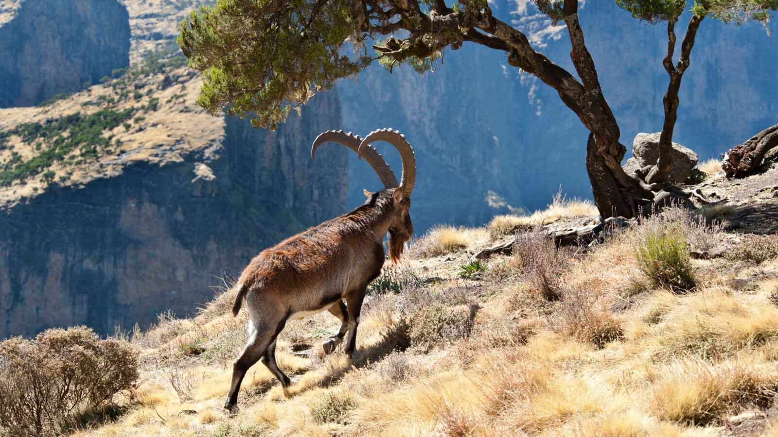 An ibex with large curved horns stands on a dry, grassy mountain slope next to a tree overlooking a canyon.