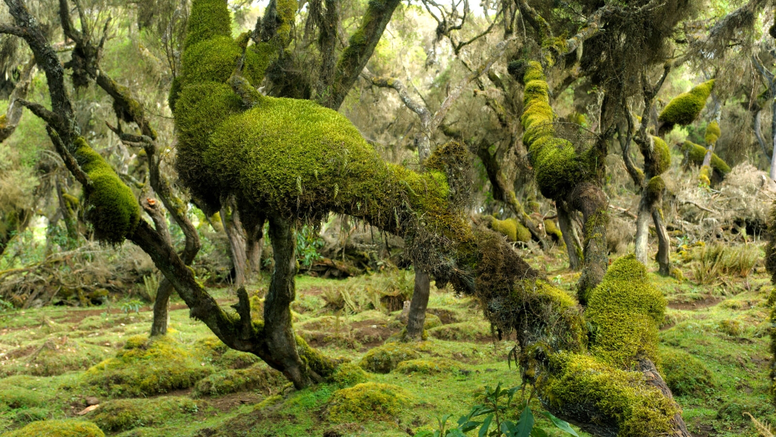bale-mountains-Harenna-Forest-ethiopia