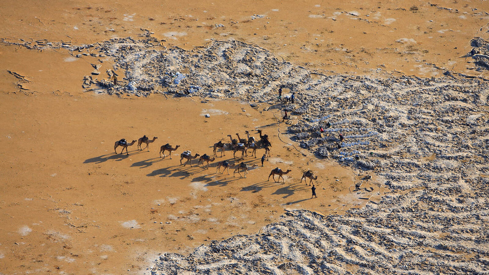 Camels in the Danakil Depression, Ethiopia