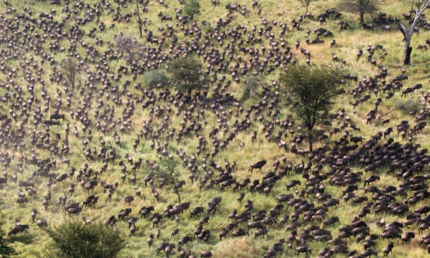 Great Migration Aerial Shot