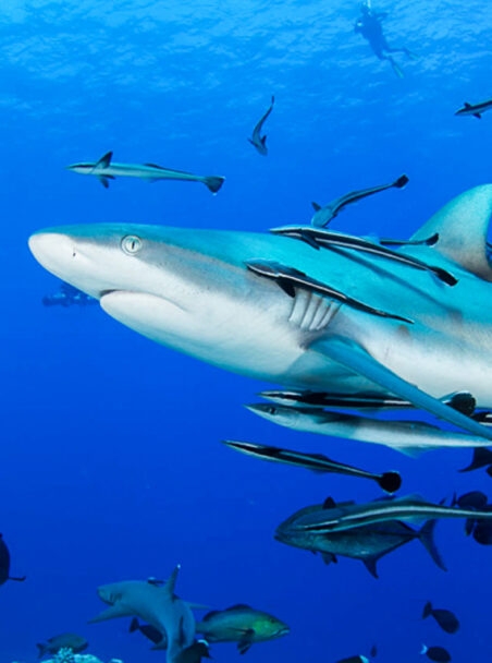 Top Diving Destinations for Big Fish Encounters