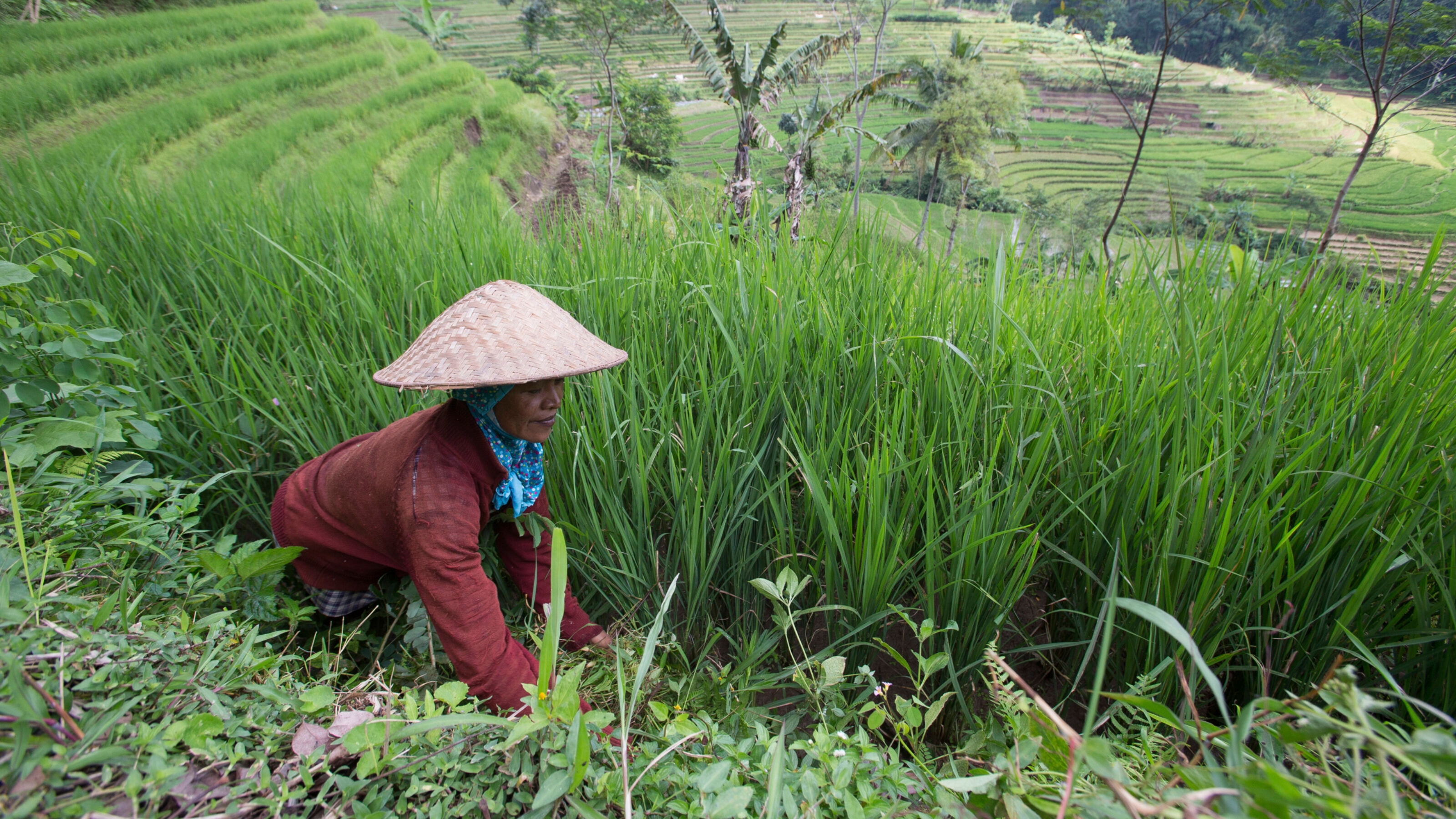amanjiwo-rice-field-worker