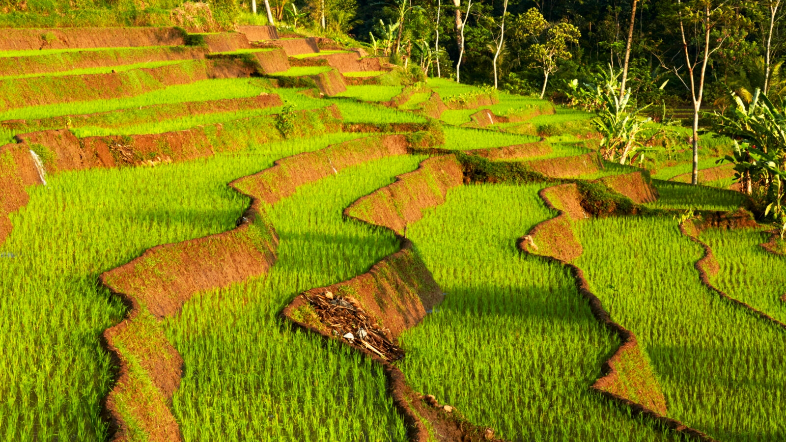 selegriyo-rice-terraces