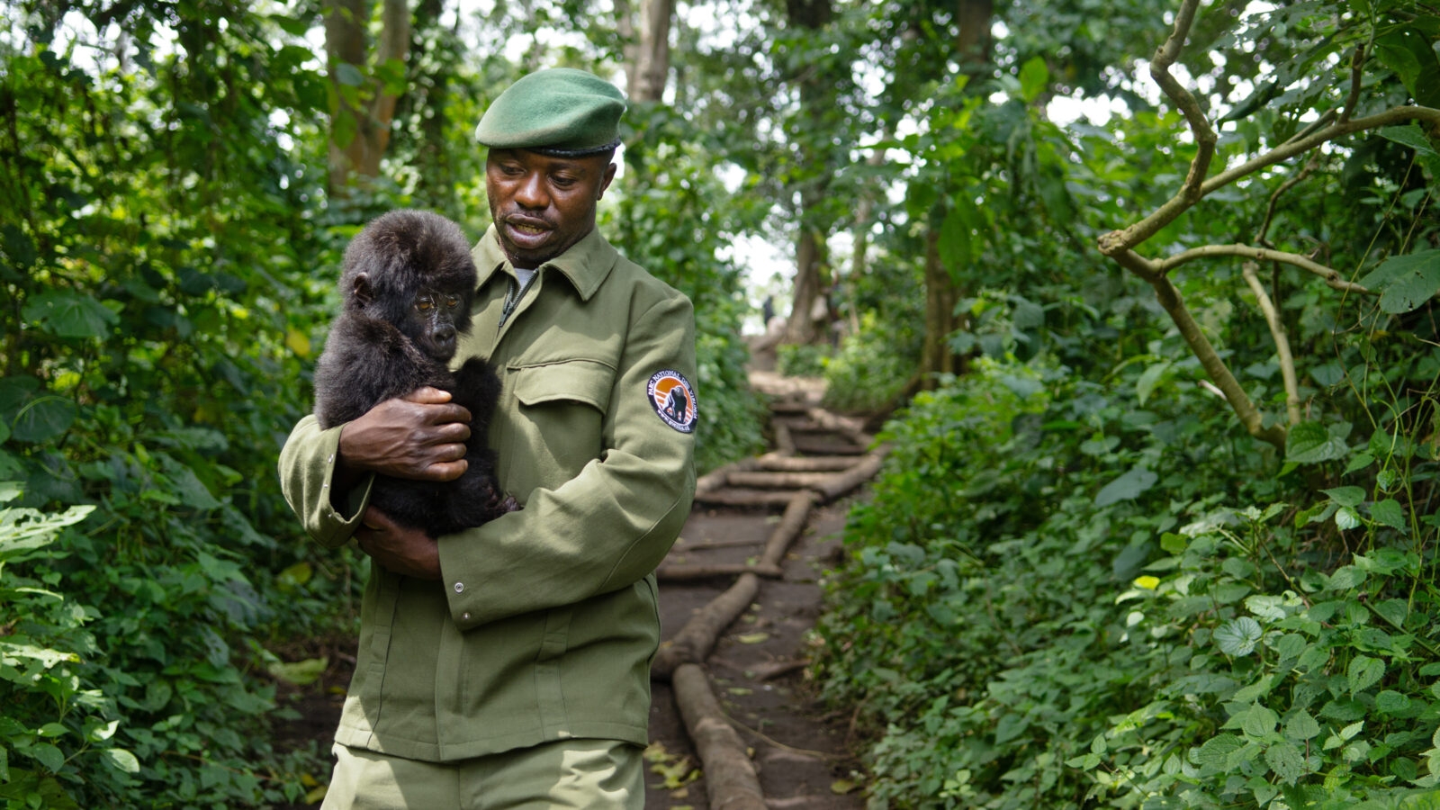 senkwekwe-gorilla-sanctuary
