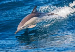 A Family Adventure in Portugal