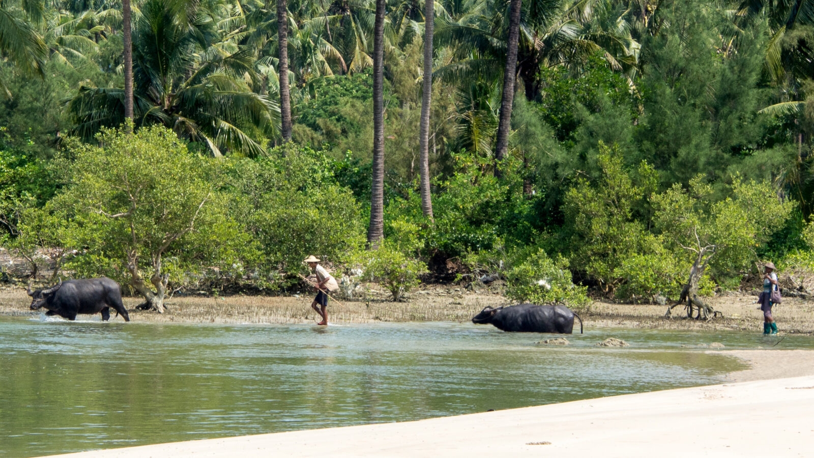 ngapali-beach-buffalo