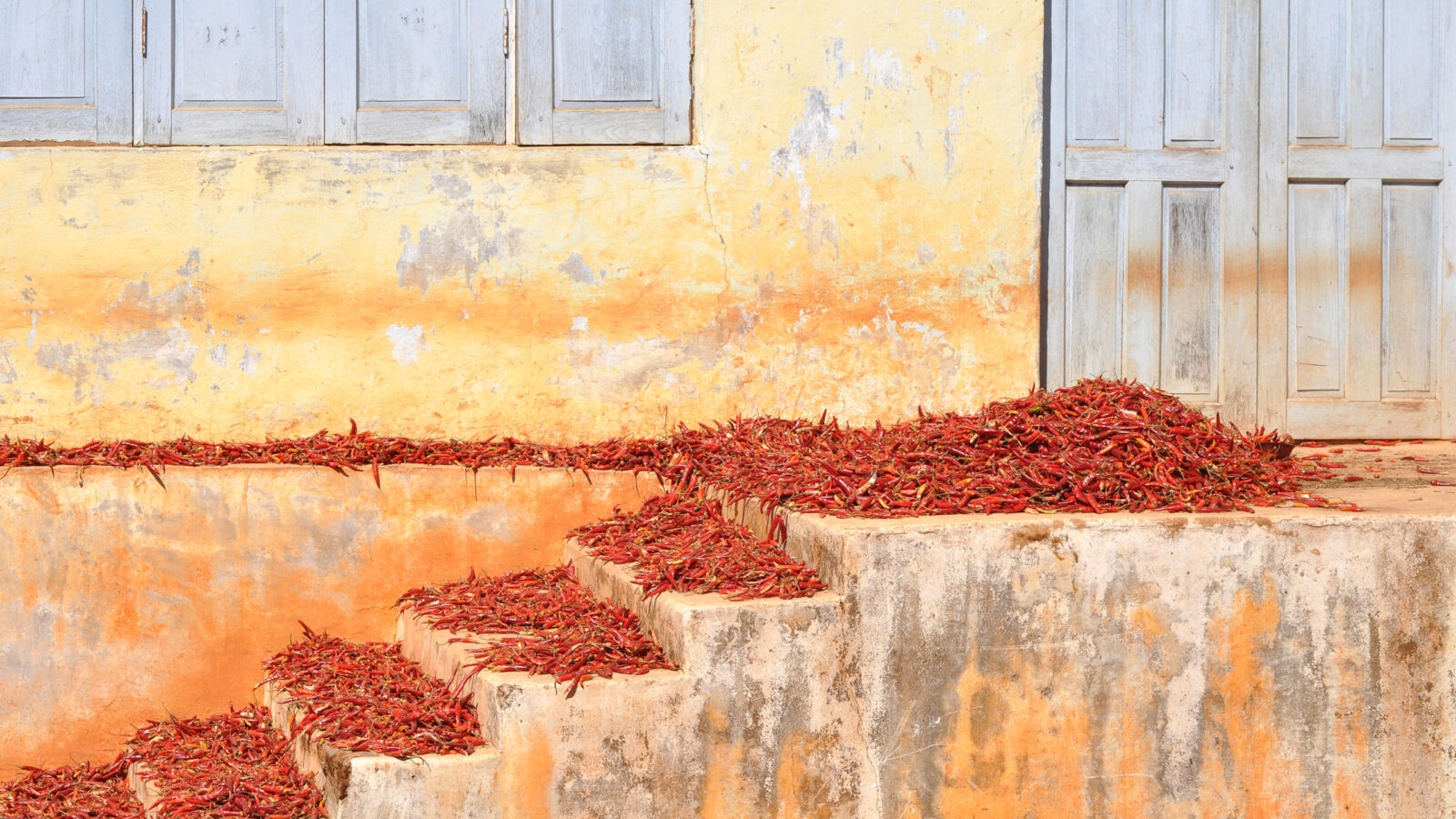 myanar-chillies-drying