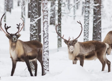 Swedish Lapland thumbnail