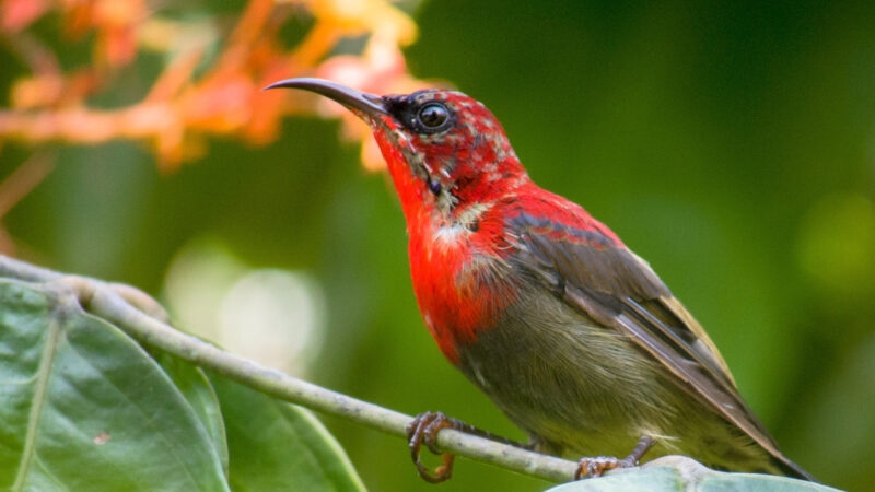 rainforest-discovery-centre-bird
