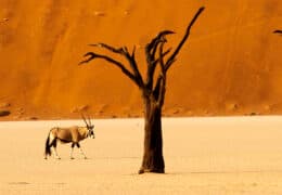 A Flying Action Adventure in Namibia