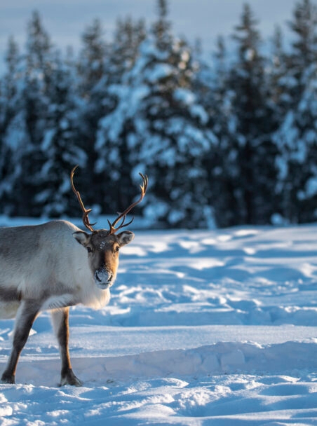 When is the Best Time to Visit Swedish Lapland?