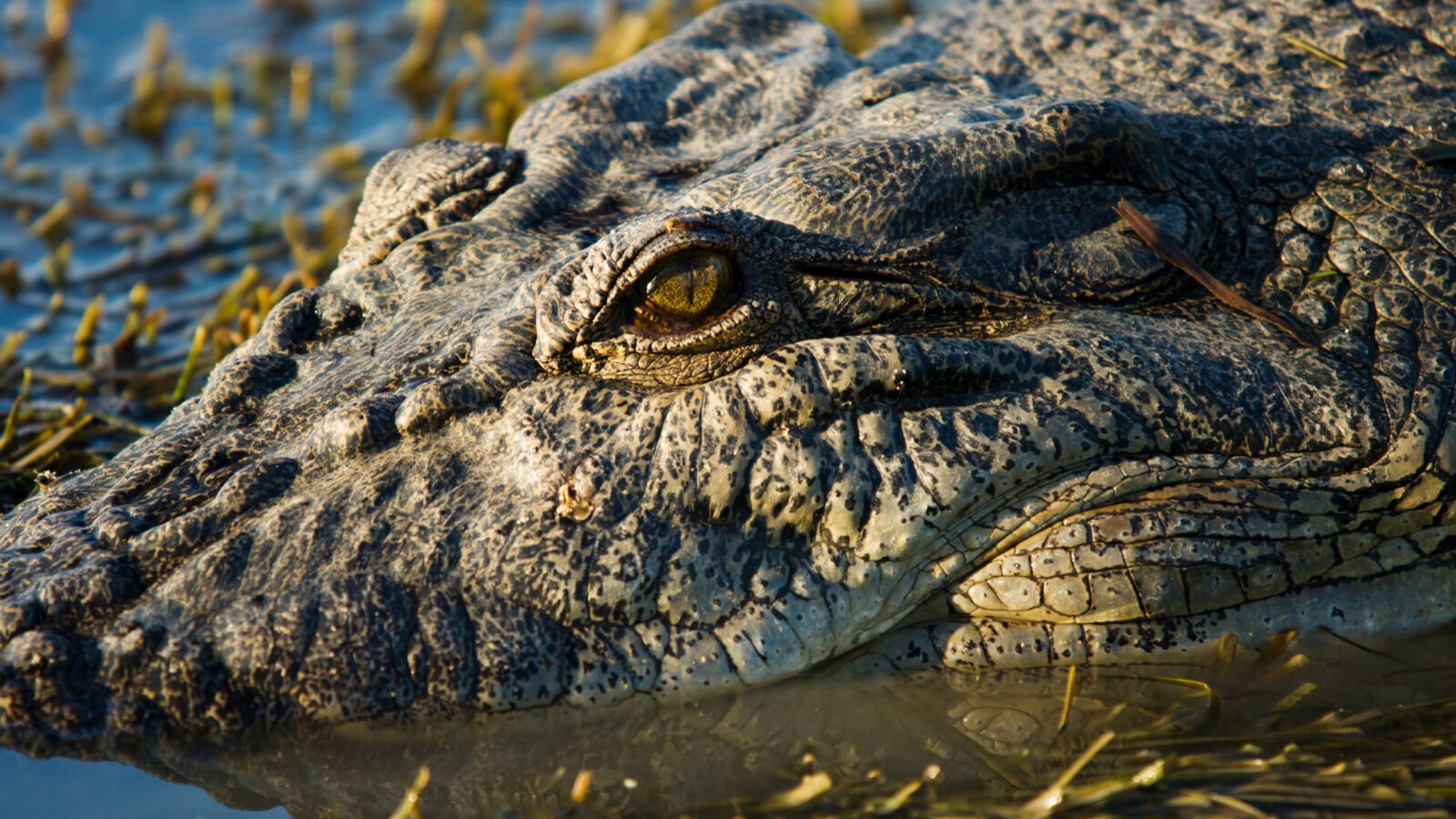 "lurking saltwater crocodile at sundown (Kakadu National Park, Australia, Northern Territory)"