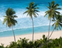 seychelles-palm-trees