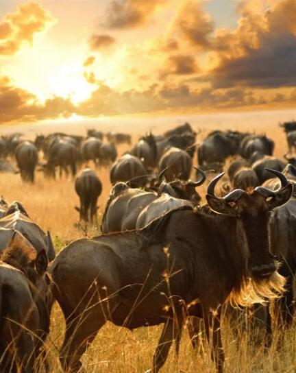 Our Guide to the Great Migration in Tanzania
