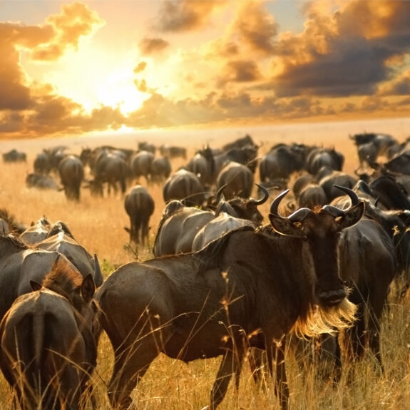 Our Guide to the Great Migration in Tanzania thumbnail