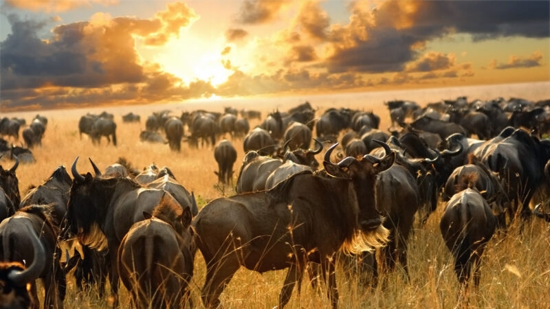 A massive herd of wildebeest gathered in a field of tall grass with the sun setting behind dark clouds.