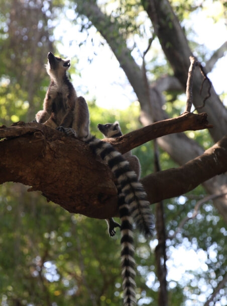 When is the Best Time to Go to Madagascar?