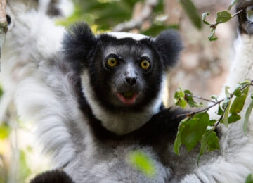 Andasibe-Mantadia National Park thumbnail