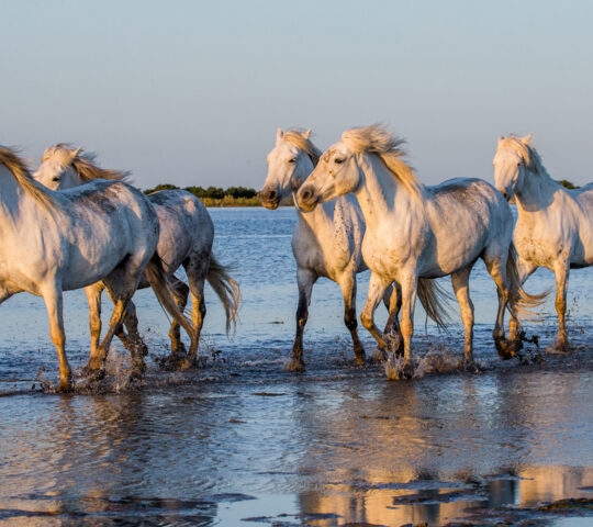 camargue-france-horses