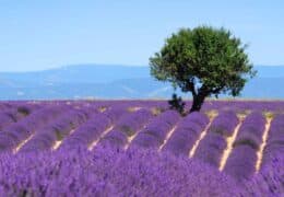 Exploring Provence