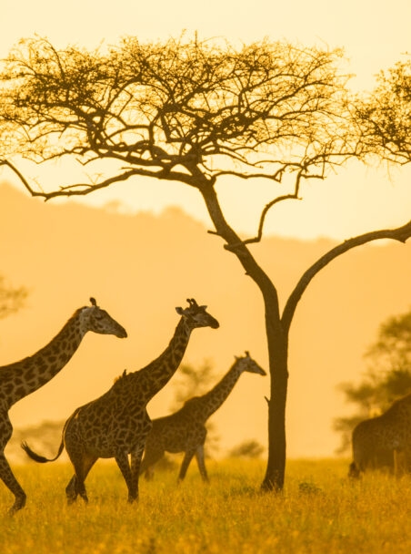 Top 10 Private Game Reserves & Conservancies in Africa for 2025/26
