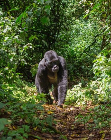 Gorilla Trekking: Uganda vs. Rwanda