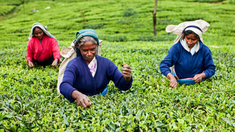 Three women harvesting tea leaves in a bright green field on luxury Sri Lanka tours.