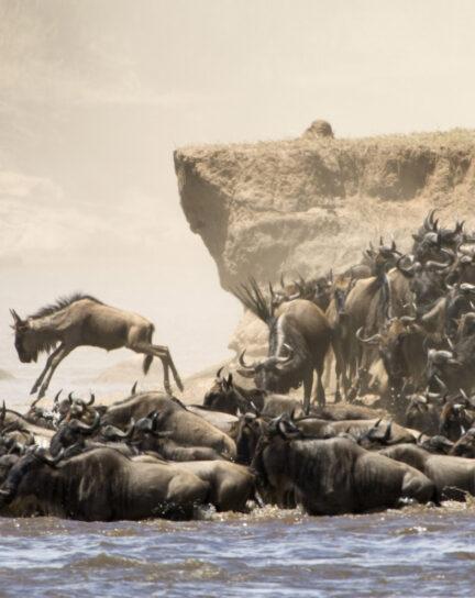 Our Guide to the Great Migration