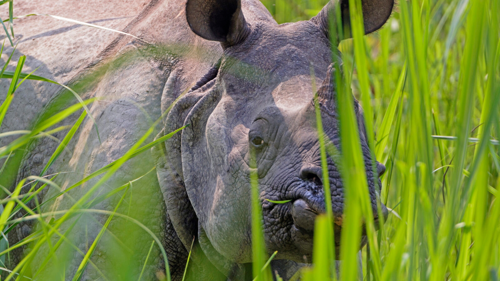 chitwan-rhino