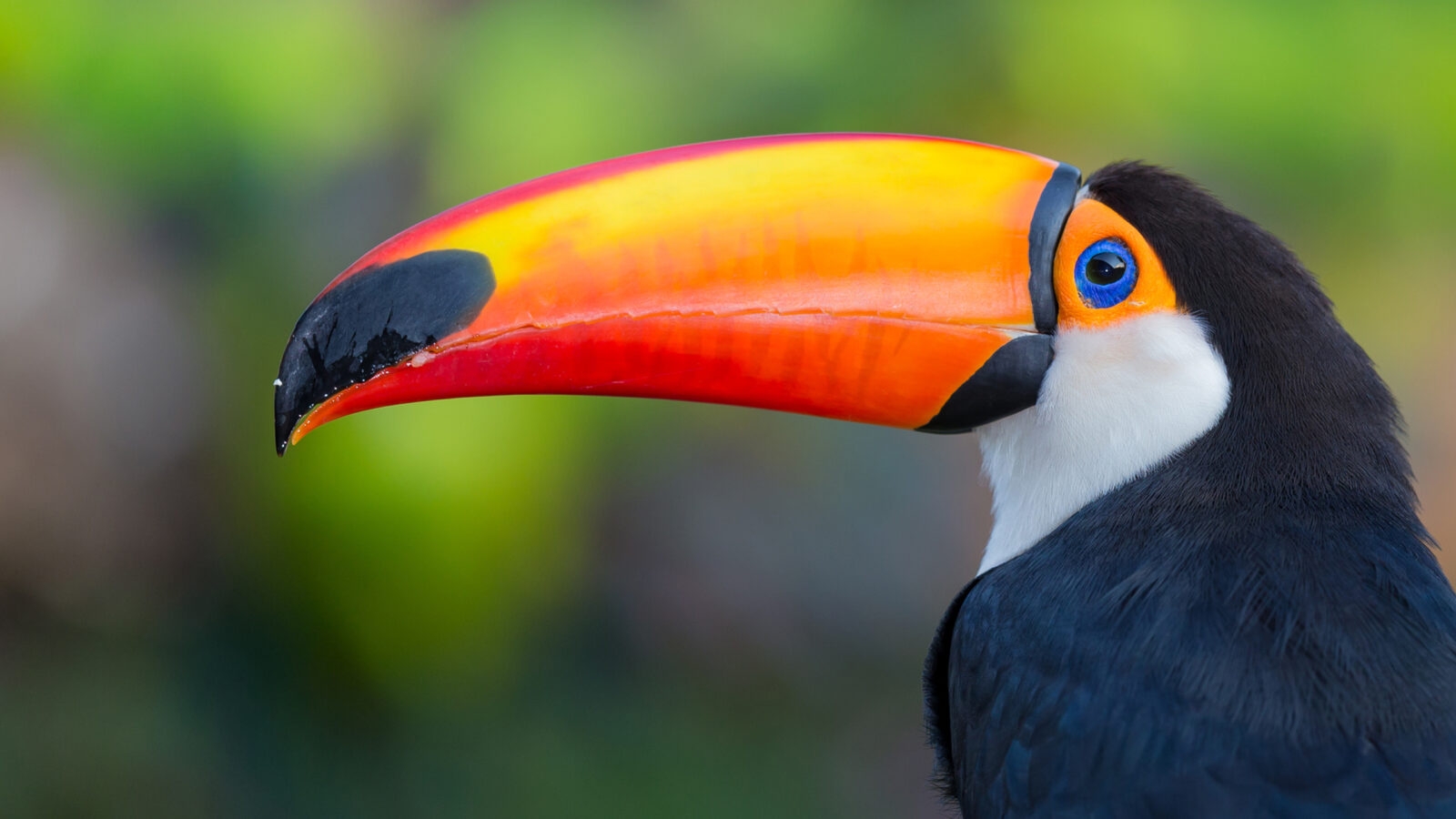 colombia-amazon-toucan
