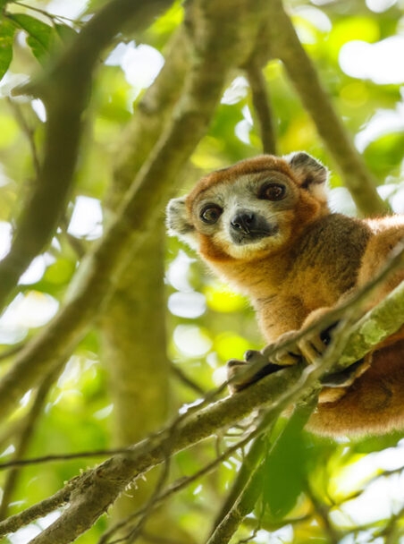 Our guide to wildlife in Madagascar