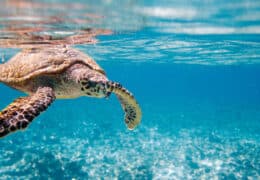 A Sabi Sands Safari and Seychelles Family Adventure