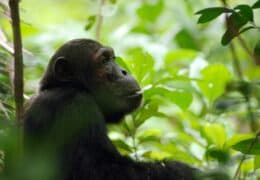 Wild Katavi and Mahale Chimp Safari