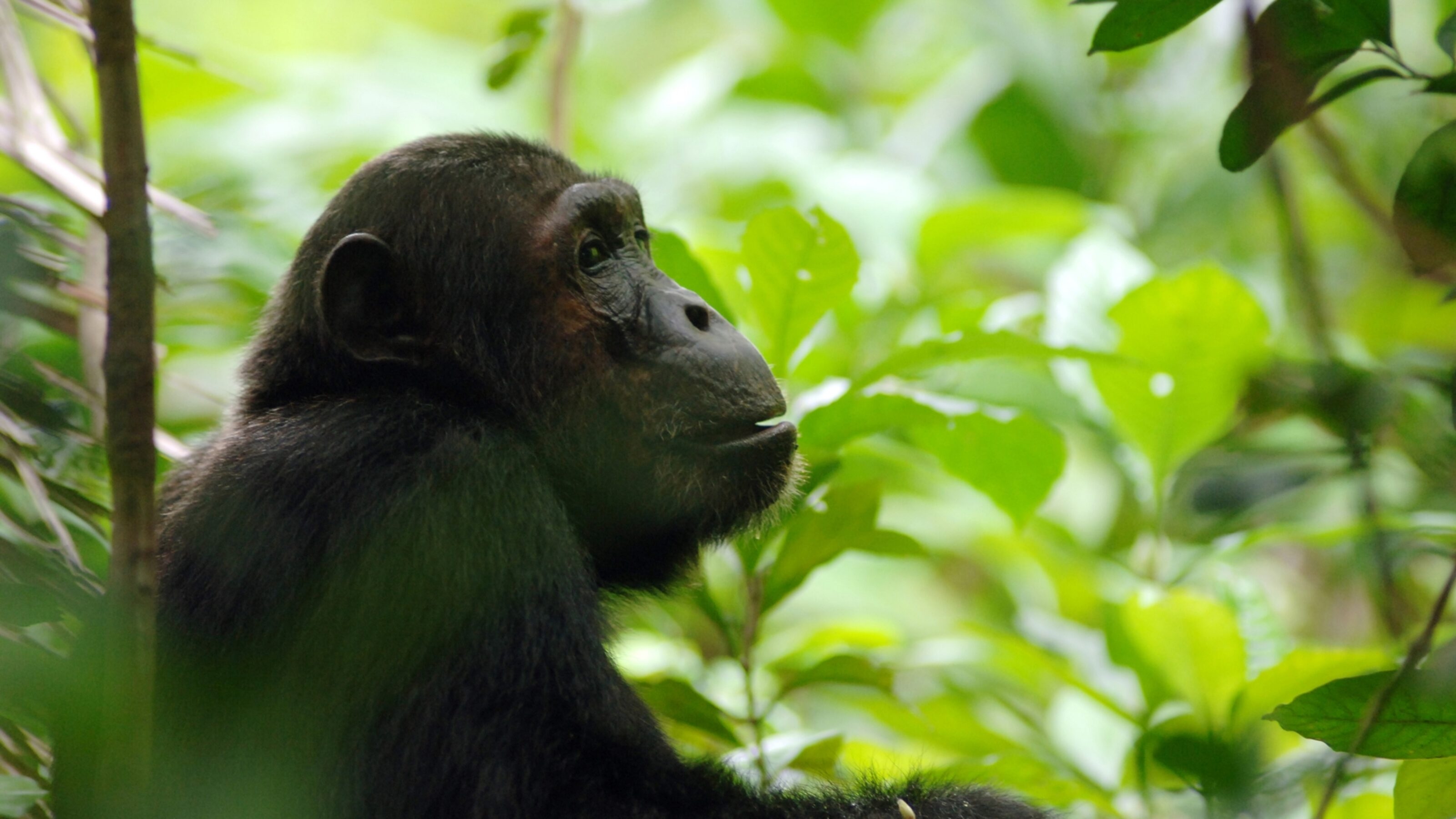 Side profile of a chimpanzee in the dense green jungle of the Mahale Mountains, Tanzania