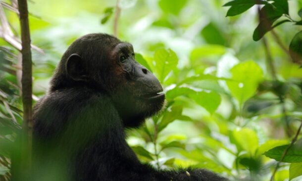Wild Katavi and Mahale Chimp Safari