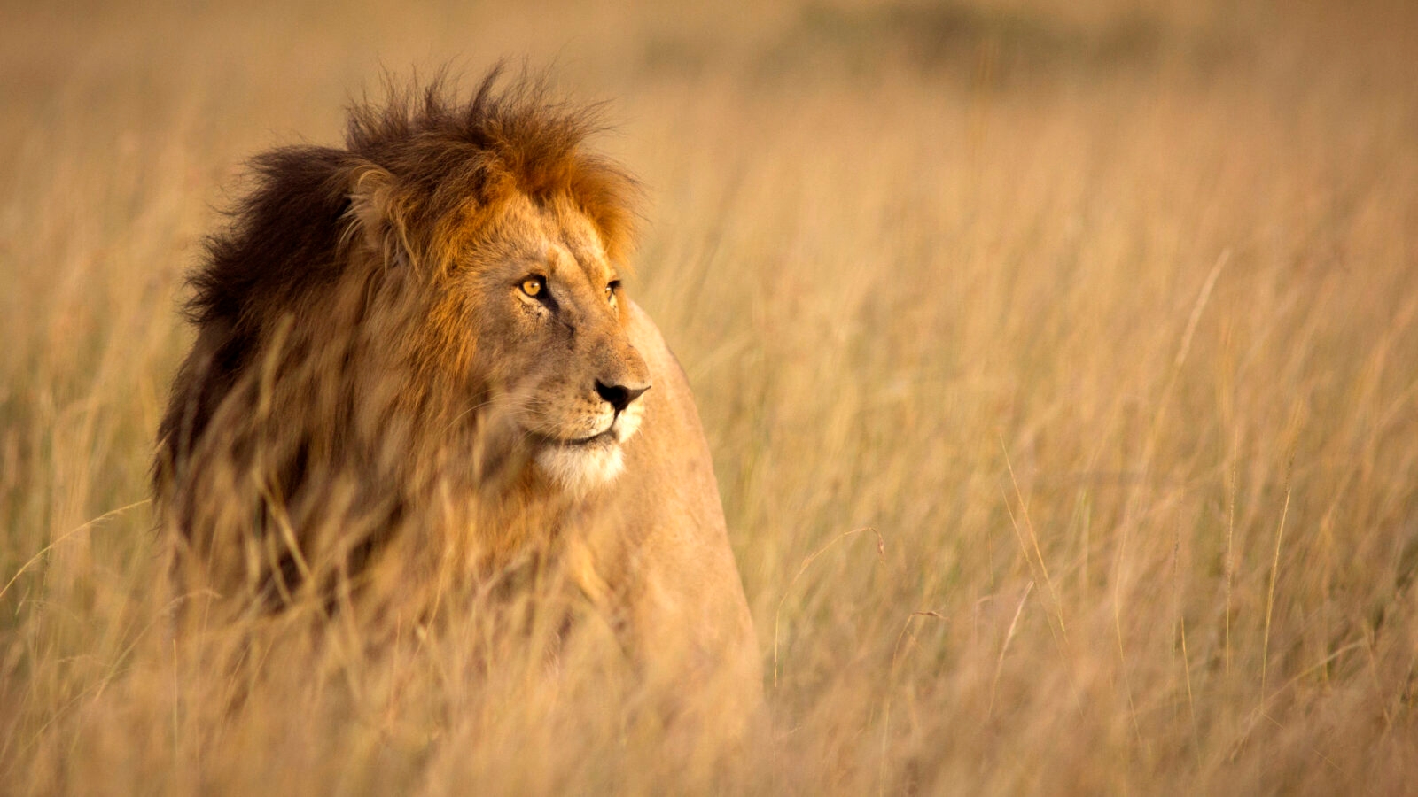 Lions on Kenya Safari